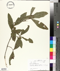 Quercus laurifolia image