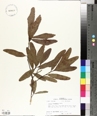 Quercus laurifolia image