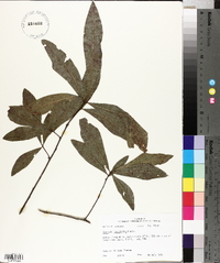 Quercus laurifolia image