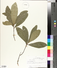 Quercus laurifolia image