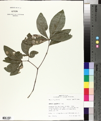 Quercus laurifolia image