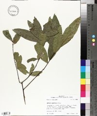 Quercus laurifolia image