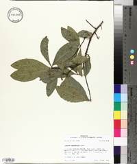 Quercus laurifolia image