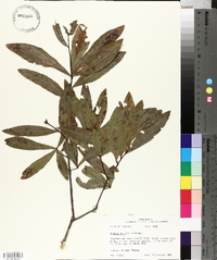 Quercus laurifolia image