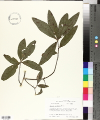 Quercus laurifolia image