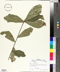 Quercus laurifolia image