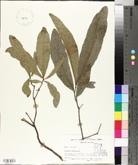 Quercus laurifolia image