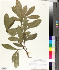 Quercus laurifolia image