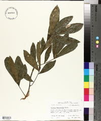 Quercus laurifolia image