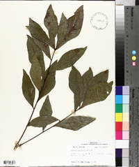 Quercus laurifolia image