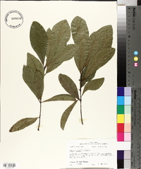 Quercus laurifolia image