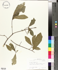 Quercus laurifolia image