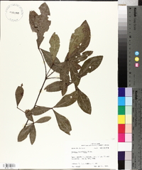 Quercus laurifolia image