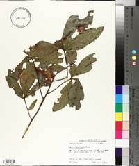 Quercus laurifolia image