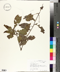 Quercus laurifolia image