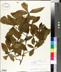 Quercus laurifolia image