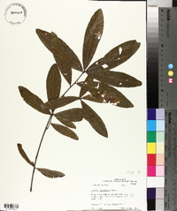 Quercus laurifolia image