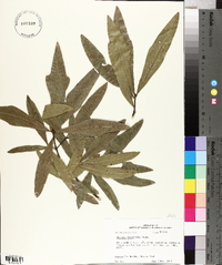 Quercus laurifolia image