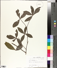 Quercus laurifolia image