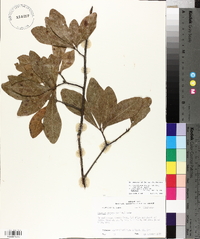 Quercus laurifolia image