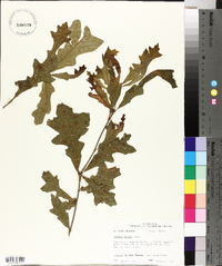 Quercus lyrata image