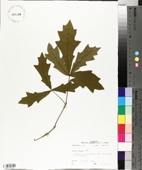 Quercus lyrata image