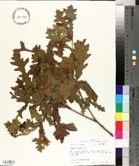 Quercus lyrata image