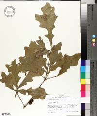 Quercus lyrata image