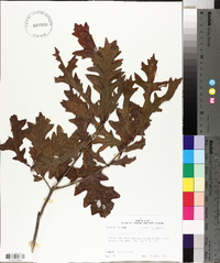 Quercus lyrata image