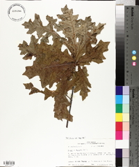 Quercus lyrata image