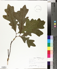 Quercus lyrata image