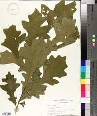 Quercus lyrata image