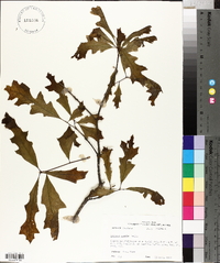 Quercus lyrata image