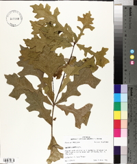 Quercus lyrata image