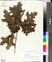 Quercus lyrata image