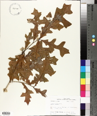 Quercus lyrata image