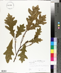 Quercus lyrata image