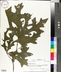 Quercus lyrata image