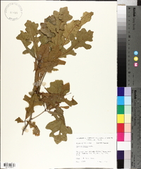 Quercus lyrata image