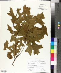 Quercus lyrata image