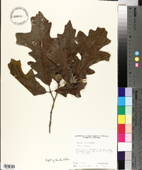 Quercus lyrata image