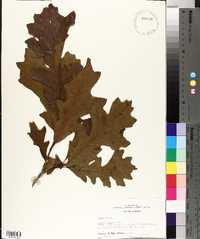 Quercus lyrata image