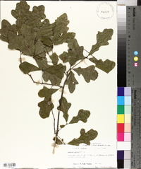 Quercus lyrata image