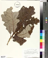 Quercus lyrata image