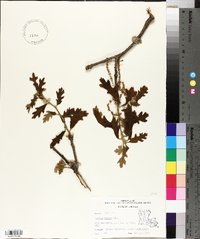 Quercus lyrata image