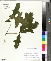 Quercus lyrata image