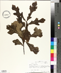 Quercus lyrata image