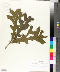 Quercus lyrata image