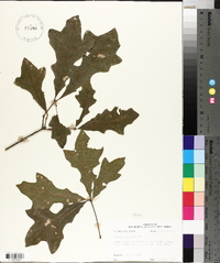 Quercus lyrata image