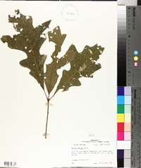 Quercus lyrata image